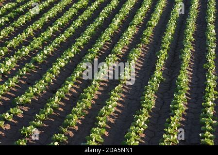 Barcelona, Spanien. November 2020. Grüne Kopfsalat wächst auf einem Feld in der Nähe von Barcelona. Quelle: Jorge Sanz/SOPA Images/ZUMA Wire/Alamy Live News Stockfoto