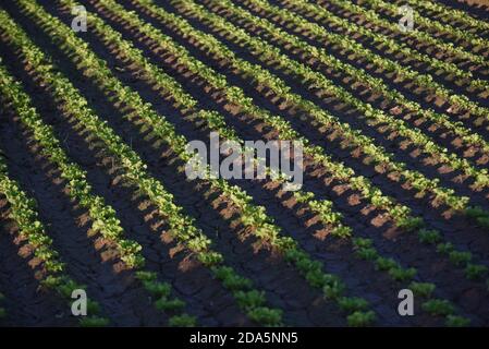 Barcelona, Spanien. November 2020. Grüne Kopfsalat wächst auf einem Feld in der Nähe von Barcelona. Quelle: Jorge Sanz/SOPA Images/ZUMA Wire/Alamy Live News Stockfoto