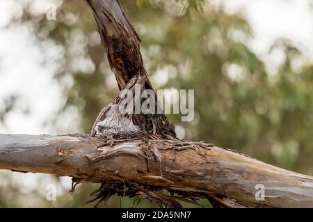 Ein großköpfiger, stämmiger australischer Urvogel, bekannt als Tawny Frogmouth (Podargus strigoides), der auf einem Nest aus Zweigen sitzt. Stockfoto