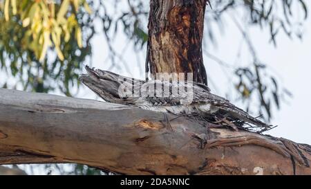 Ein großköpfiger, stämmiger australischer Urvogel, bekannt als Tawny Frogmouth (Podargus strigoides), der auf einem Nest aus Zweigen sitzt. Stockfoto