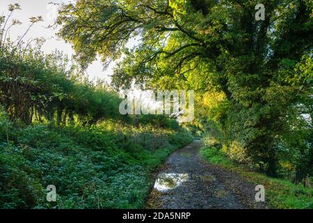 Country Lane in der Landschaft von buckinghamshire in der Nähe von hambleden im Herbst. Hambleden, Buckinghamshire, England Stockfoto