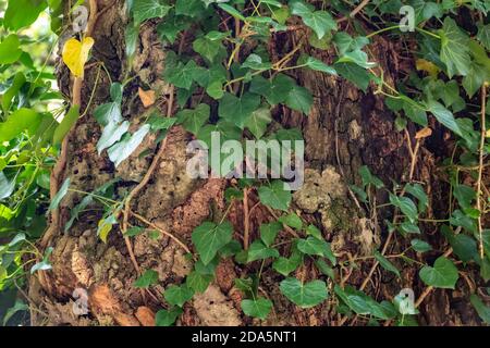 Nahaufnahme der von Lianen bedeckten Baumstämme im nebligen Wald. Junge Dschungelpflanze gegen alte Baumrinde Stockfoto