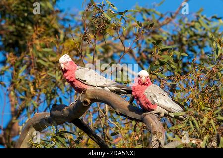 Männliche und weibliche australische rosa und graue Kakadus, die als GALAH (Eolophus roseicapilla) bekannt sind, thronen auf einem Baum. Stockfoto