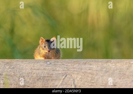 Ein australischer Marsupial, bekannt als Gelbfußvorläufer (Antechinus flavipes), der auf einem Baumstamm sitzt und auf die Kamera blickt. Stockfoto