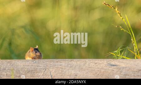 Ein australischer Marsupial, bekannt als Gelbfußvorläufer (Antechinus flavipes), der auf einem Baumstamm sitzt und auf die Kamera blickt. Stockfoto