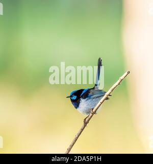 Ein erwachsenes Männchen Superb fairywren (Malurus cyaneus) in seinem reichen blauen und schwarzen Brutgefieder. Stockfoto