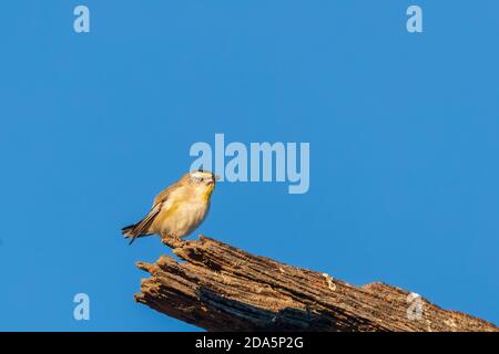 Ein sehr kleiner, kurzschwänziger Vogel, der als gestreift Pardalote (Pardalotus striatus) bekannt ist. Stockfoto