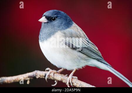 Dunkeläugiger Junco (Junco hyemalis) auf Ast, Herbstfarben im Hintergrund, Snohomish, Washington, USA Stockfoto