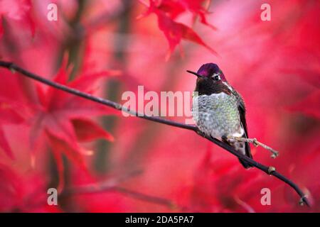 Rüde Anna's Kolibri (Calypte anna) thront auf Zweig mit Herbstfarben im Hintergrund, Snohomish, Washington, USA Stockfoto