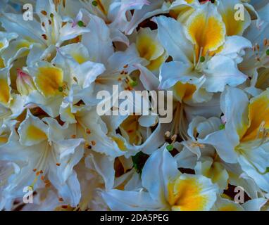 WESTERN Azalea, Rhododendron occidentale, Smith River National Recreation Area, Six Rivers National Forest, Kalifornien Stockfoto