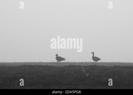 Zwei Wildgänse stehen im Nebel auf einem Feld Stockfoto