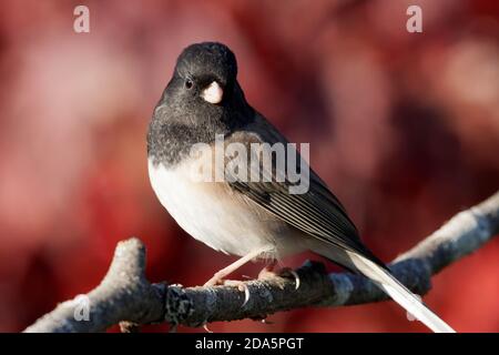Männlicher dunkeläugiger Junco (Junco hyemalis) auf Ast, Herbstfarben im Hintergrund, Snohomish, Washington, USA Stockfoto