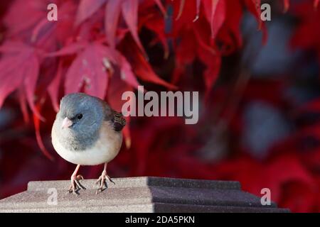 Weibliche dunkeläugige Junco (Junco hyemalis) auf dem Zaunpfosten, Herbstfarben im Hintergrund, Snohomish, Washington, USA Stockfoto