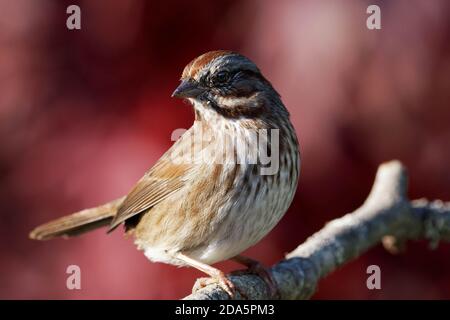 Song Sparrow (Melospiza melodia) auf Ast thront, Herbstfarben im Hintergrund, Snohomish, Washington, USA Stockfoto