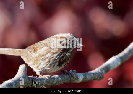Song Sparrow (Melospiza melodia) auf Ast thront, Herbstfarben im Hintergrund, Snohomish, Washington, USA Stockfoto