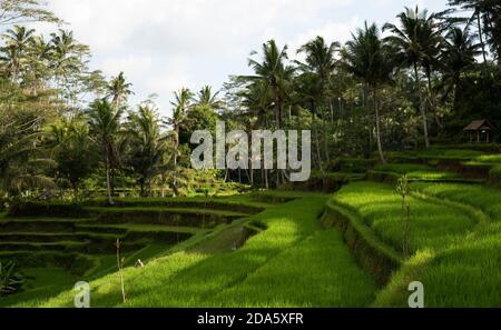 Terrassierte Reisfelder und Dschungelbäume bereit für die Ernte auf einem Bewässerungshang in der Nähe Gunung Kawi alten Hindu-Tempel, in Ubud, Bali, Indonesien Stockfoto