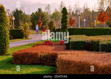 Variationen der Form und der Farbe der Büsche bei der Gartenparkzone; Herbstsaison im Stadtpark Stockfoto