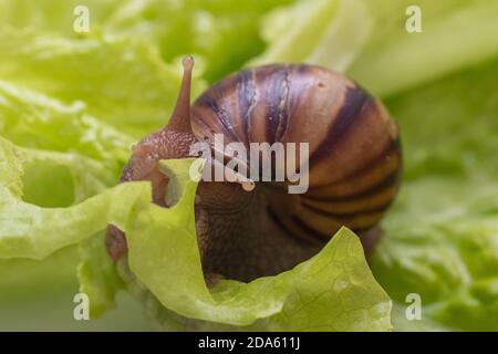 Die kleine Achatina-Schnecke frisst ein Blatt Salat oder Gras. Vorderansicht des Mundes einer Schnecke, die Gras kaut, selektiver Fokus. Kann zur Veranschaulichung verwendet werden Stockfoto