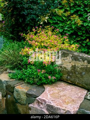 Stone Wall, Fern Canyon Garden, Mill Valley, Kalifornien Stockfoto