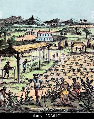 Sklaven, die auf einer Tabakplantage in der Karibik arbeiten, Stich aus der 'Description de L'Universe', von Alain Manesson Mallet Stockfoto