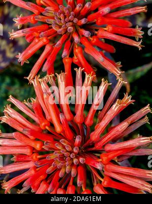 Blühende Aloe, Zebra Aloe, Aloe maculata, Fern Canyon Garden, Mill Valley, Marin County, Kalifornien Stockfoto