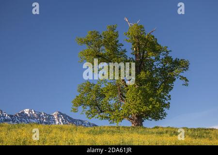 Geographie / Reisen, Deutschland, Bayern, Eschenlohe, Kalk vor dem Gipfel des Estergebirges, Additional-Rights-Clearance-Info-Not-available Stockfoto