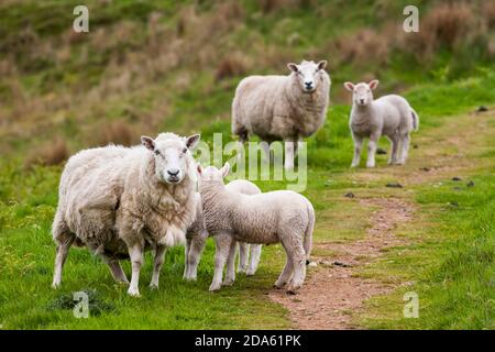 Weibliche Schafmütter mit jungen Lamm stehen auf dem Fußweg Stockfoto