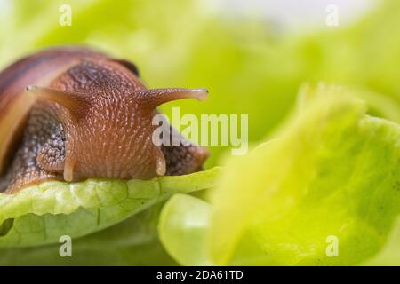 Die kleine Achatina-Schnecke frisst ein Blatt Salat oder Gras. Vorderansicht des Mundes einer Schnecke, die Gras kaut, selektiver Fokus. Kann zur Veranschaulichung verwendet werden Stockfoto