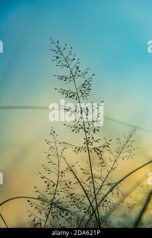 Grasblumen in Khulna, Bangladesch. Stockfoto