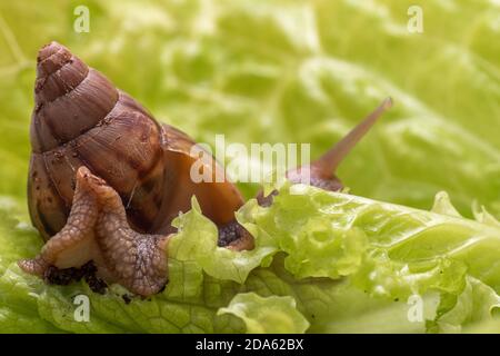Die kleine Achatina-Schnecke frisst ein Blatt Salat oder Gras, Schnecke in der Natur, Nahaufnahme, selektiver Fokus, Kopierraum. Kann verwendet werden, um den Schaden f zu veranschaulichen Stockfoto