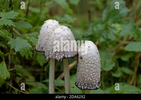 Shaggy Inkcap Fingi (Coprinus comatus) in einem Shropshire Wald Stockfoto