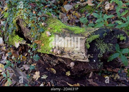 First Nature Stump Puffball Pilzen (Lycoperdon pyriforme) Wächst auf einem faulen Baum in einem Shropshire Wald Stockfoto