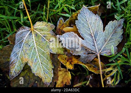 Nahaufnahme von zwei europäischen Ahornblättern auf dem Boden mit Frost Stockfoto