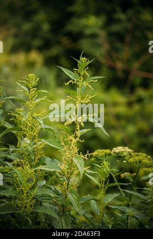 Zweige Der Wildpflanzenschar - Brennnessel - Urtica Dioica Im Sommer Frühling Wiese. Nahaufnahme Stockfoto