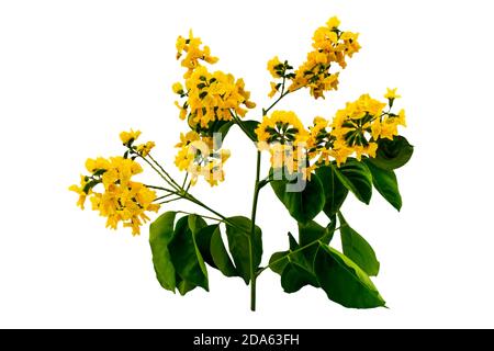 Geschlossene gelbe Blume von birmanischem Rosenholz oder Pterocarpus indicus Willd, Burma Padauk und grünes Blatt isoliert auf weißem Hintergrund. Gespeichert mit Beschneidung Stockfoto