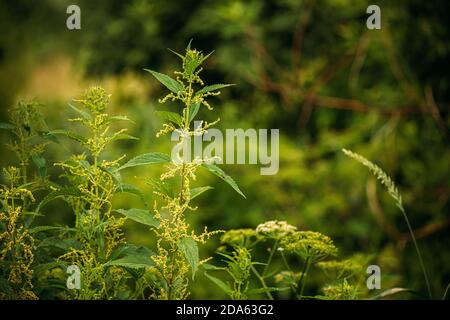 Zweige Der Wildpflanzenschar - Brennnessel - Urtica Dioica Im Sommer Frühling Wiese. Nahaufnahme Stockfoto