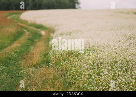 Junge Fagopyrum blühende Pflanze im Sommertag. Gründünger aus der Familie Polygonaceae Stockfoto