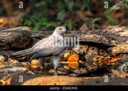 Schöner Vogel shikra ( Accipiter badius ) Wasser trinken auf Teich Stockfoto