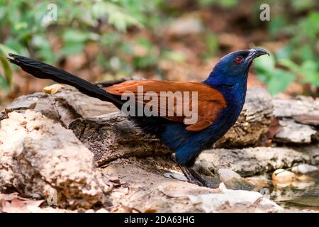 Schöner Vogel großer Coucal oder Krähenfasane (Centropus sinensis) trinken Wasser auf Zweig in DoiInthanon Natural Park, Chiangmai, Thailand Stockfoto
