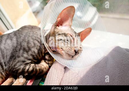 Eine Katze nach der Operation, um einen Polyp im Ohr zu entfernen. Die Naht ist sichtbar. Eine Schutzdecke tragen. Stockfoto