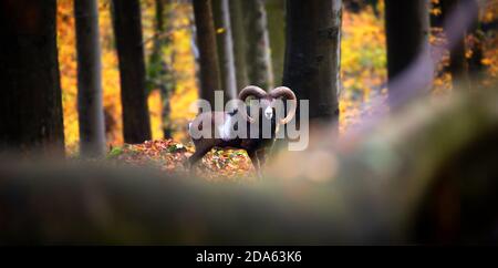 Mufflon Männchen mit Herde im Herbstwald, das beste Foto. Stockfoto