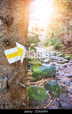 Wanderpfad Marker auf einem Baum im Bergwald, selektiver Fokus, Nationalpark Karkonosze, Polen. Stockfoto