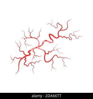 Abbildung des Vektorgrafiks der menschlichen Venen mit roten Blutgefäßen Stock Vektor
