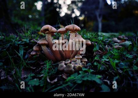 Mehrkornpilz im Herbst im Wald. Stockfoto