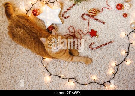 Ingwer Katze spielen in der Nähe der Weihnachtsgirlande, Dekorationen auf dem Boden. Weihnachtsferien und Neujahr Konzept. Draufsicht, Blick in die Kamera. Stockfoto