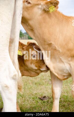 Neugierige, neugierige junge limousin Viehherde auf einer Weide, Blick direkt in die Kamera in Rheinland-Pfalz, Deutschland, Westeuropa Stockfoto