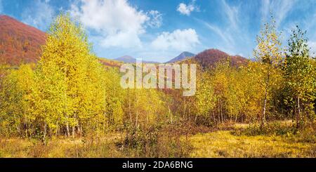 Gelbe Herbstlandschaft in den Bergen. Schöne Naturlandschaft mit Buchenwald in gelbem Laub. Warmes sonniges Wetter unter blauem Himmel. karpaten Stockfoto