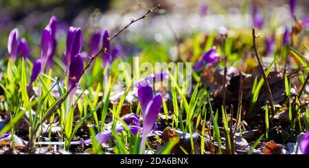 crocus Blumen aus nächster Nähe auf der Waldlichtung. Schöne Naturkulisse an einem sonnigen Tag Stockfoto