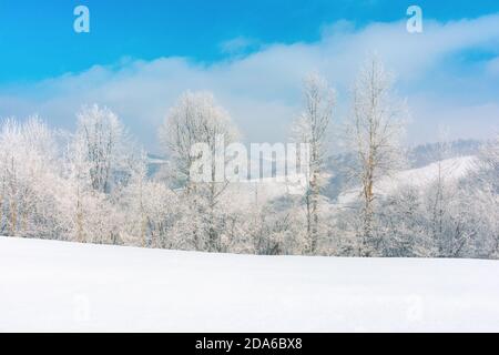 Bäume im Raureif auf einer schneebedeckten Wiese. Herrliche Winterlandschaft am frostigen Morgen in den Bergen. Sonniges Wetter mit blauem Himmel. Echter Winter Stockfoto