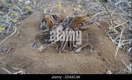 Trockene Wurzeln von Hirse oder Sorghum Ernte. Luftwurzeln oben vom Boden in Sorghum oder Hirse Pflanze. Stockfoto